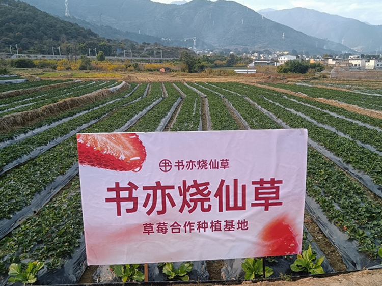 书亦烧仙草