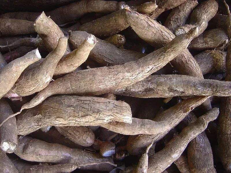 这植物全株有毒，还曾让温宜公主吐奶，如今却成了最火的奶茶小料？