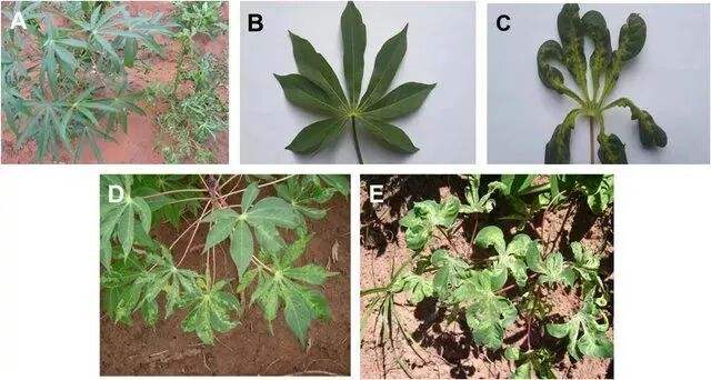 这植物全株有毒，还曾让温宜公主吐奶，如今却成了最火的奶茶小料？