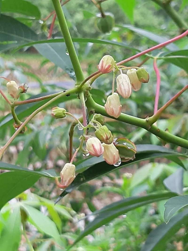 这植物全株有毒，还曾让温宜公主吐奶，如今却成了最火的奶茶小料？