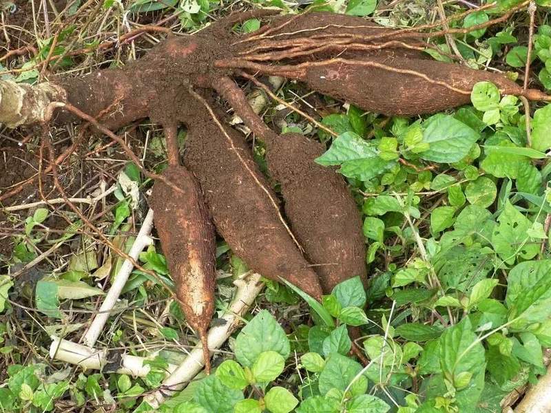 这植物全株有毒，还曾让温宜公主吐奶，如今却成了最火的奶茶小料？