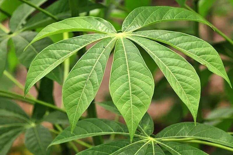 这植物全株有毒，还曾让温宜公主吐奶，如今却成了最火的奶茶小料？