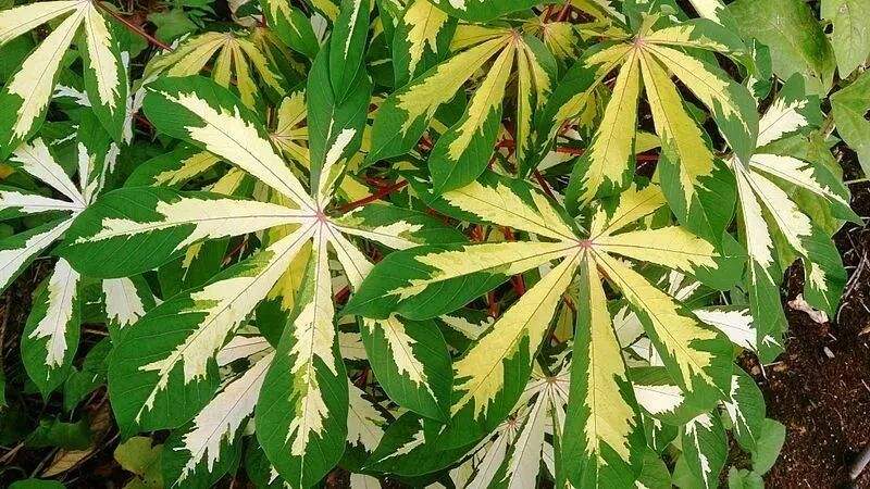 这植物全株有毒，还曾让温宜公主吐奶，如今却成了最火的奶茶小料？