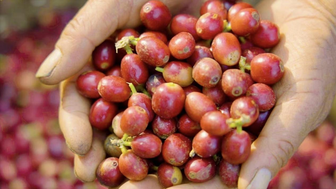 瑞幸云南咖啡豆专列发车,中国咖啡行业驶入“精耕细作”时代 瑞幸云南咖啡豆专列发车,中国咖啡行业驶入“精耕细作”时代